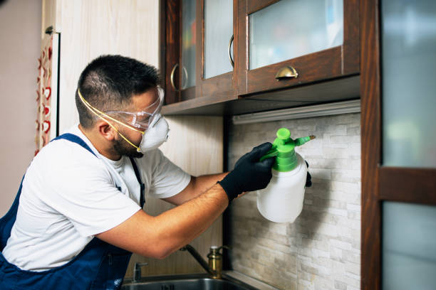 Best Ant Control Services  in Lopezville, TX