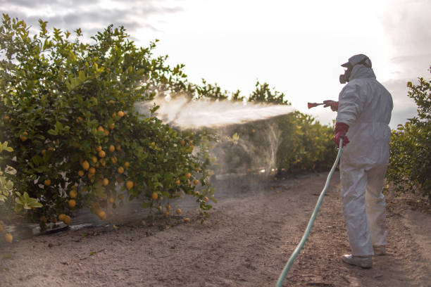 Best Pest Removal Services  in Lopezville, TX