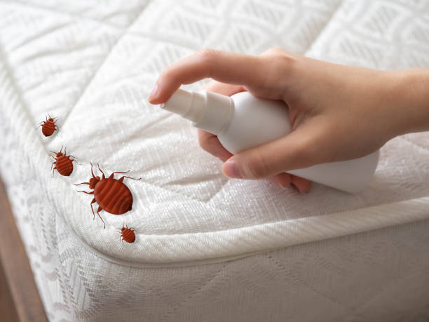 Best Emergency Pest Control  in Lopezville, TX