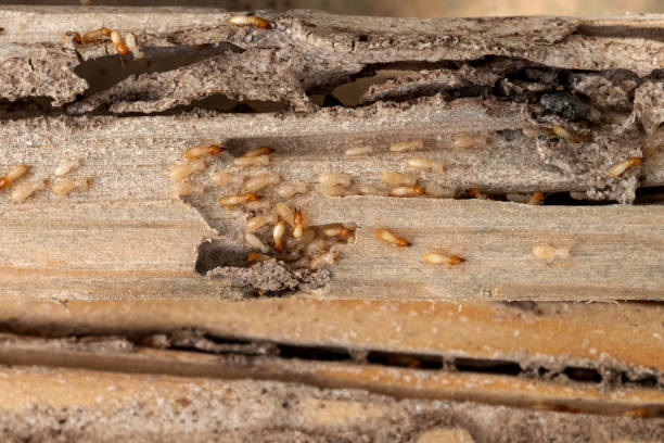 Pest Control for Restaurants in Lopezville, TX