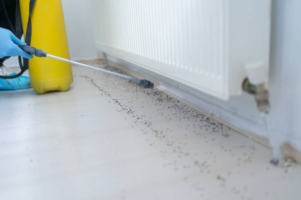 Best Residential Pest Control  in Lopezville, TX