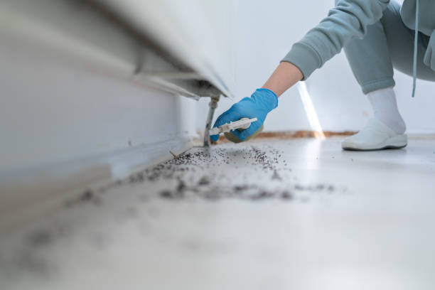 Best Affordable Pest Control Services  in Lopezville, TX