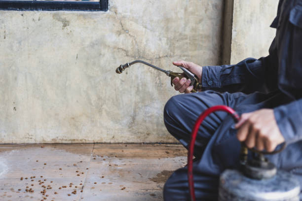 Flea Control Services in Lopezville, TX